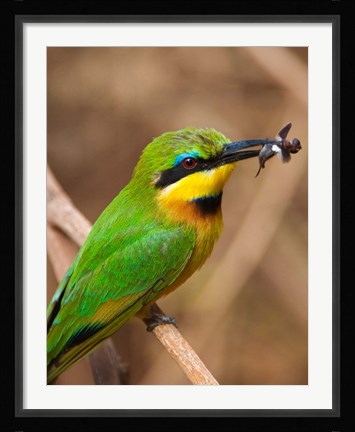 Framed Tanzania, Lake Manyara NP, Bee-eater tropical bird Print