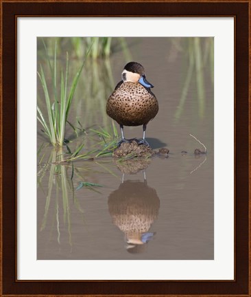 Framed Hottentot Teal duck wading, Tanzania Print
