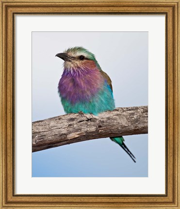 Framed Tanzania, Lilac-Breasted Roller bird, Ndutu Print