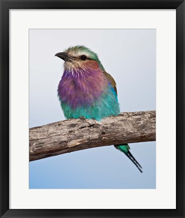 Framed Tanzania, Lilac-Breasted Roller bird, Ndutu Print
