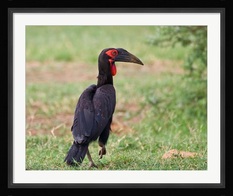 Framed Tanzania, Southern Ground Hornbill bird Print
