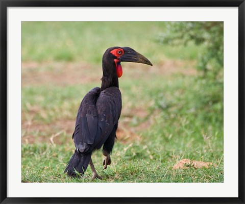 Framed Tanzania, Southern Ground Hornbill bird Print