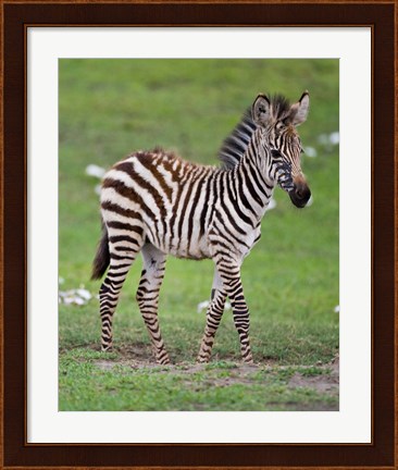 Framed Tanzania, Zebra, Ngorongoro Crater, Conservation Print