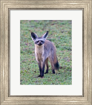 Framed Tanzania. Bat-Eared Fox, Ngorongoro Conservation Print