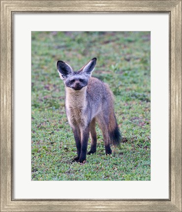 Framed Tanzania. Bat-Eared Fox, Ngorongoro Conservation Print
