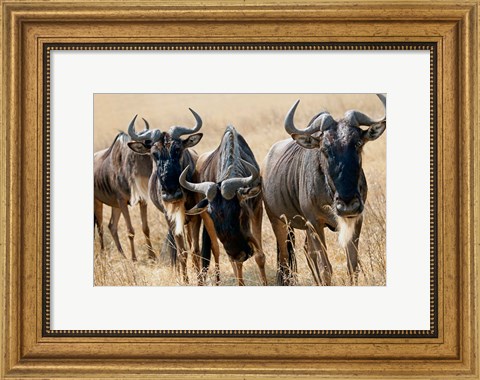 Framed Tanzania, Ngorongoro Crater, Wildebeest wildlife Print