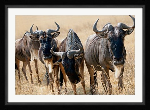 Framed Tanzania, Ngorongoro Crater, Wildebeest wildlife Print