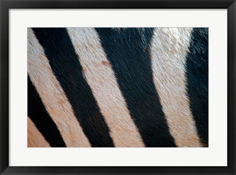 Framed Tanzania, Ngorongoro Crater. Zebra stripes Print