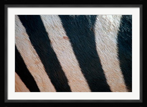 Framed Tanzania, Ngorongoro Crater. Zebra stripes Print