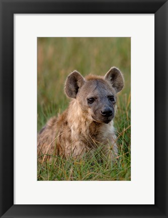 Framed Spotted Hyena, Mombo Area, Chief&#39;s Island, Okavango Delta, Botswana Print