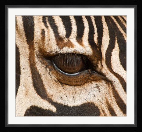 Framed Tanzania, Tarangire National Park, Common zebra eye Print