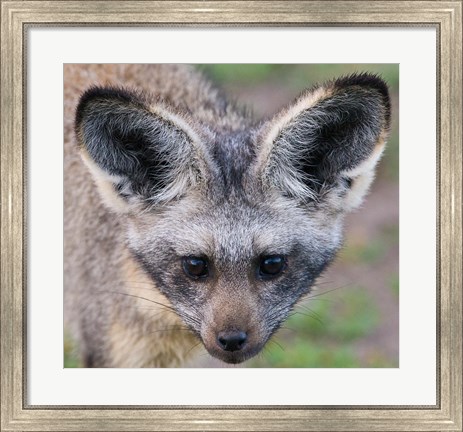 Framed Head of Bat-Eared Fox, Ngorongoro Conservation Print
