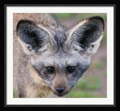 Framed Head of Bat-Eared Fox, Ngorongoro Conservation Print