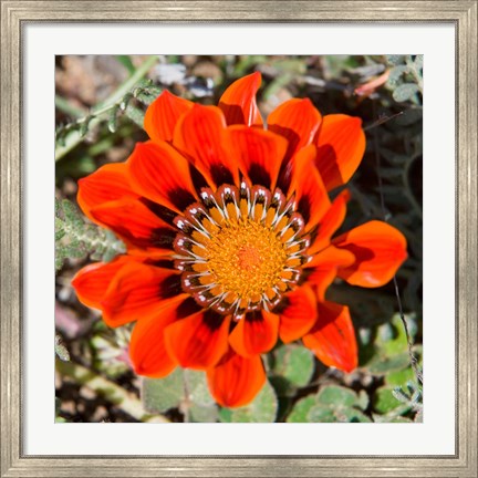 Framed Close up of a Spring flower, South Africa Print