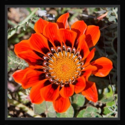 Framed Close up of a Spring flower, South Africa Print