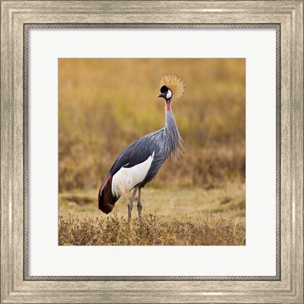 Framed Tanzania, Black Crowned Crane, Ngorongoro Crater Print