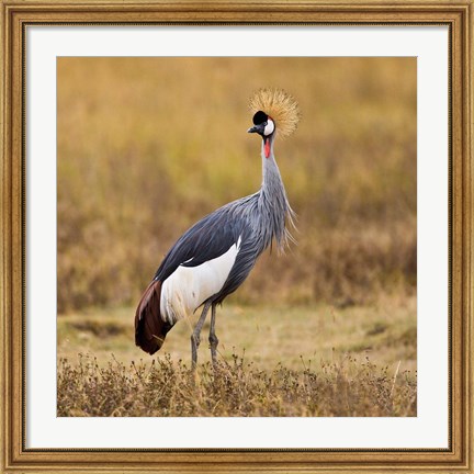 Framed Tanzania, Black Crowned Crane, Ngorongoro Crater Print