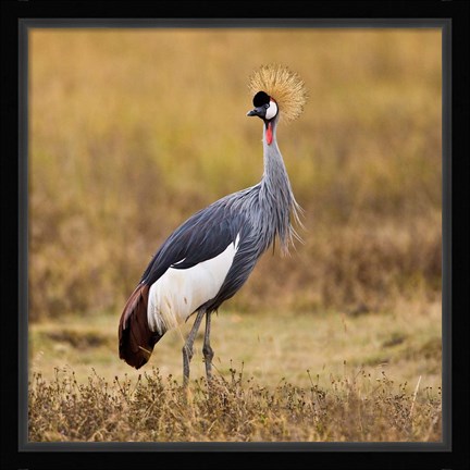 Framed Tanzania, Black Crowned Crane, Ngorongoro Crater Print