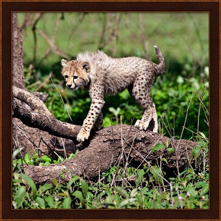 Framed Tanzania, Ndutu, Ngorongoro Conservation, Cheetah Print