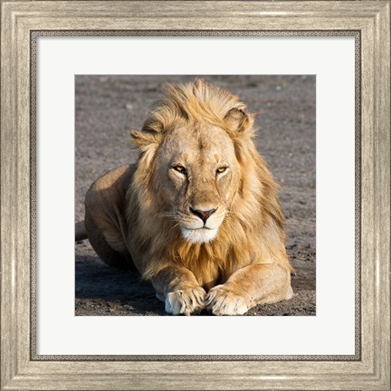 Framed Tanzania, Ngorongoro Conservation Area, Lion Print