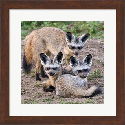 Framed Three Bat-Eared Foxes, Tanzania Print