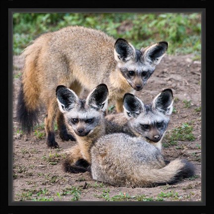 Framed Three Bat-Eared Foxes, Tanzania Print