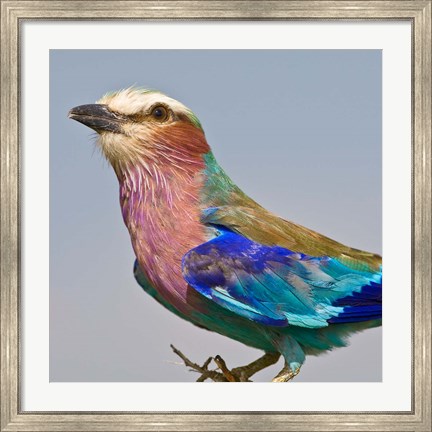 Framed Lilac-breasted Roller Bird Print