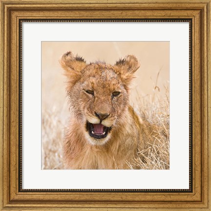 Framed Tanzania. Lion cub after kill in Serengeti NP. Print