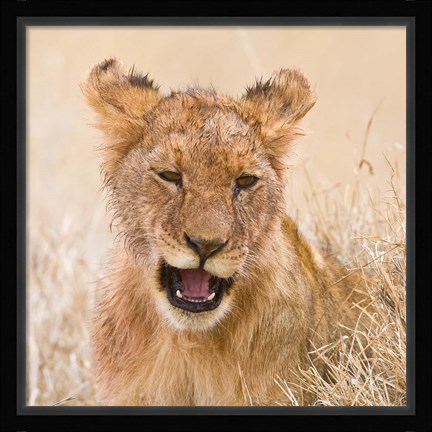 Framed Tanzania. Lion cub after kill in Serengeti NP. Print