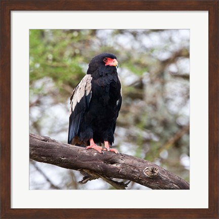 Framed Tanzania. Male Bateleur Eagle at Tarangire NP. Print