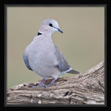 Framed Tanzania. Ring-Necked Dove, Ndutu, Ngorongoro Print
