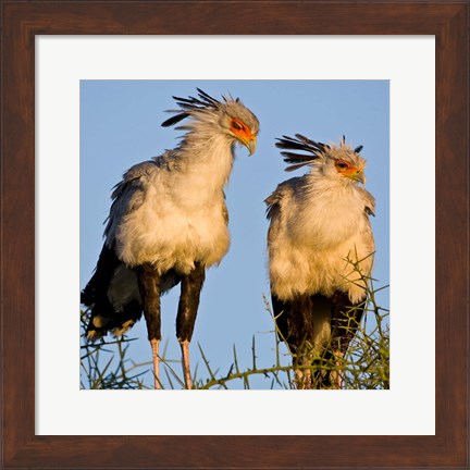 Framed Tanzania. Secretary Birds, Ndutu, Ngorongoro Print