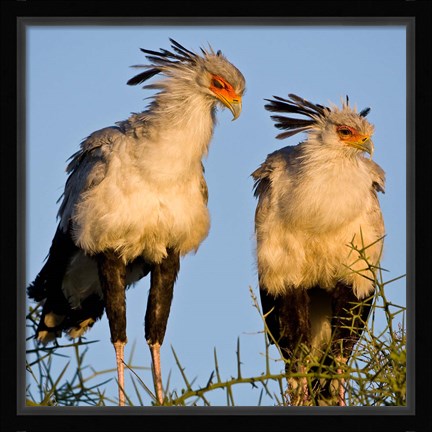 Framed Tanzania. Secretary Birds, Ndutu, Ngorongoro Print