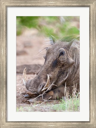 Framed Warthog, Tsavo-West, Kenya Print