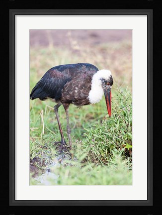 Framed Woolly-necked Stork foraging. Maasai Mara, Kenya, Africa. Print