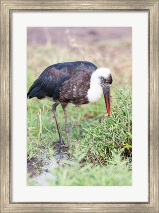 Framed Woolly-necked Stork foraging. Maasai Mara, Kenya, Africa. Print
