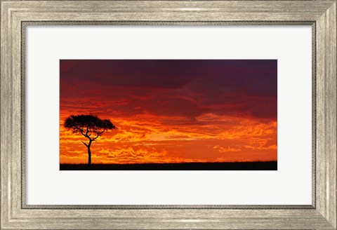 Framed Umbrella Thorn Acacia against a Red Sky, Kenya Print