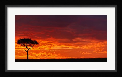 Framed Umbrella Thorn Acacia against a Red Sky, Kenya Print