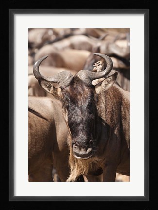 Framed White-bearded Wildebeest, Masai Mara Game Reserve, Kenya Print