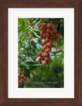 Framed Tropical Litchi Fruit On Tree, Reunion Island, French Overseas Territory Print