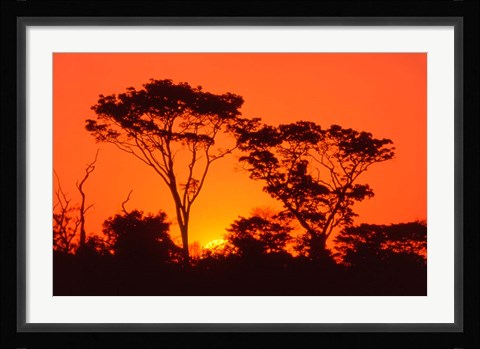 Framed Trees Silhouetted by Dramatic Sunset, South Africa Print