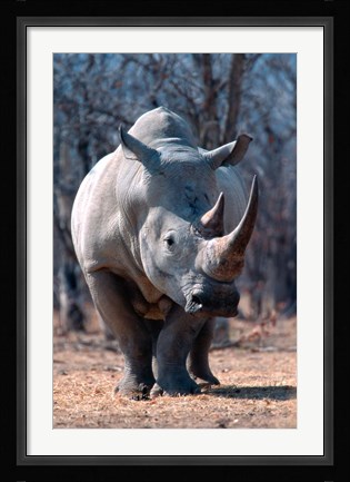 Framed White Square-Lipped Rhino, Namibia Print