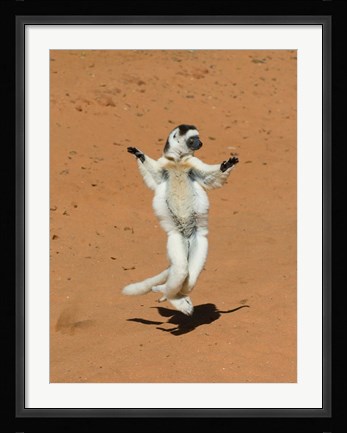 Framed Verreauxs Sifaka, primate, Madagascar Print