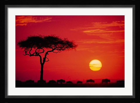 Framed Wildebeest Migration, Masai Mara, Kenya Print