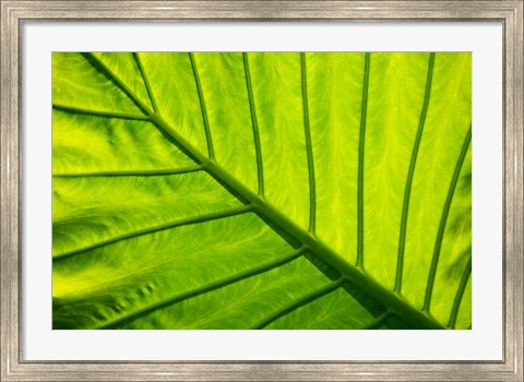Framed Tropical foliage in Alexandria and the Amphitheater, Egypt Print