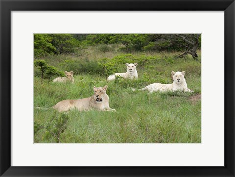 Framed Unique pride of cream colored African lions, South Africa Print