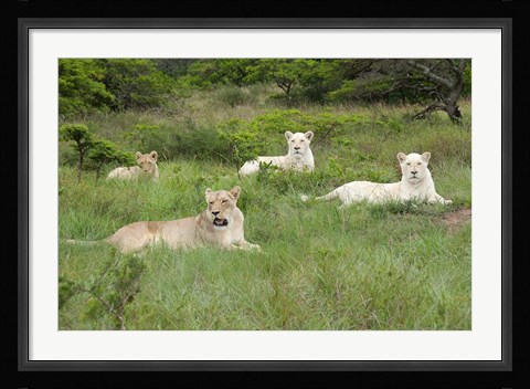 Framed Unique pride of cream colored African lions, South Africa Print
