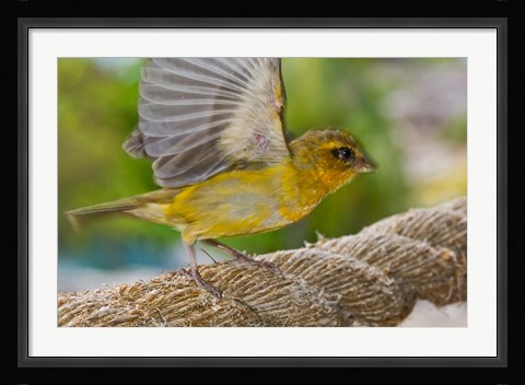 Framed Wild Bird on Fregate Island, Seychelles, Africa Print