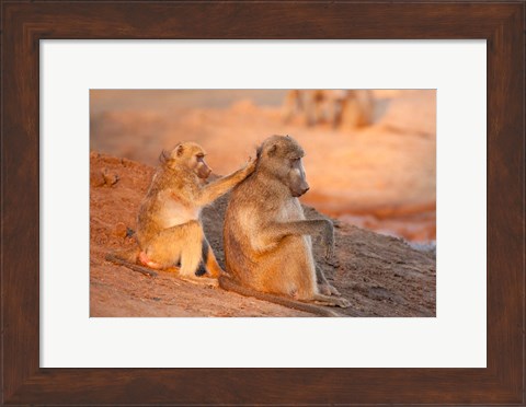 Framed Two grooming baboons, Senyati Safari Camp, Botswana Print