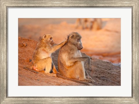 Framed Two grooming baboons, Senyati Safari Camp, Botswana Print